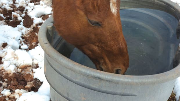 abreuvoir cheval en hiver astuce anti-gel