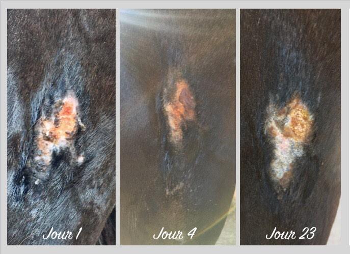 Résultat avant/après baume cicatrisant cheval