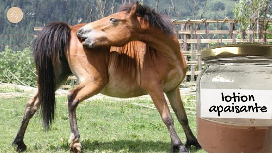 lotion apaisante dermite cheval