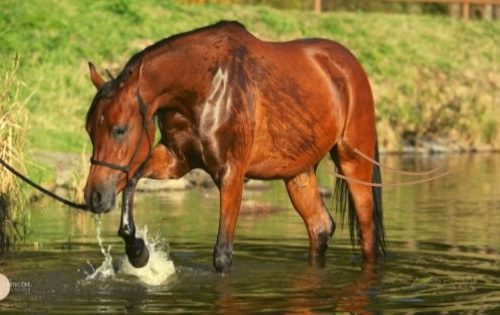cheval bai dans l'eau