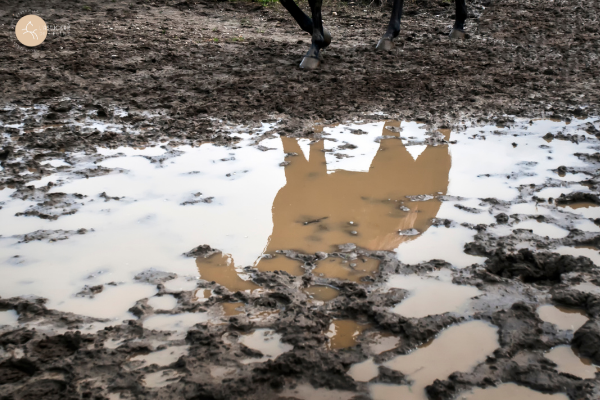 flaque de boue dans un pré avec cheval et poney