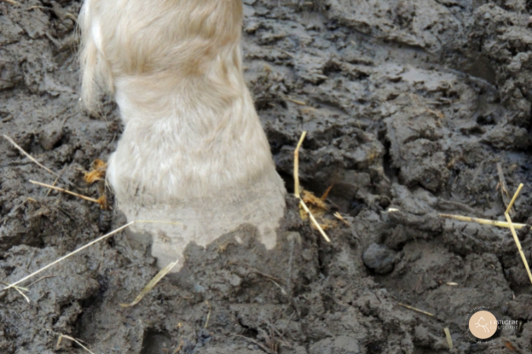 sabot d'une cheval dans la boue