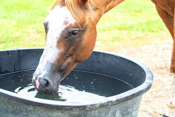 cheval qui boit dans une cuve d'eau
