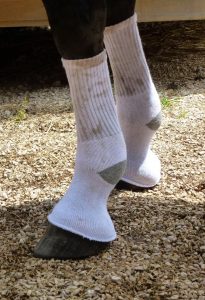 chaussette enfilée sur les jambes d'un cheval marron
