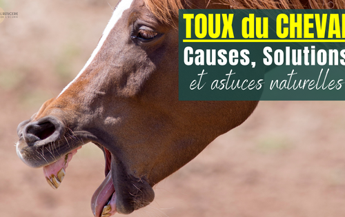 cheval qui tousse solutions et remède naturel