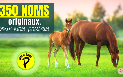 Poulain avec sa mère 2025