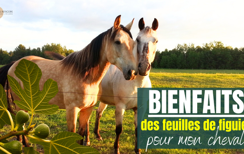 chevaux et feuilles de figuier : quels bienfaits ?