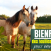 chevaux et feuilles de figuier : quels bienfaits ?