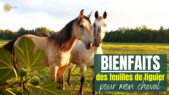 chevaux et feuilles de figuier : quels bienfaits ?