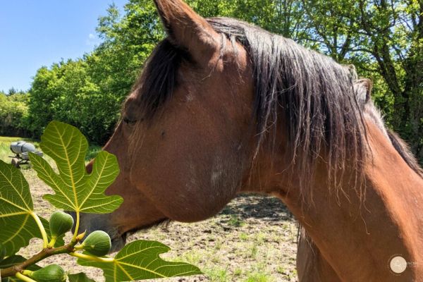 bienfaits des feuilles de figuier pour les chevaux