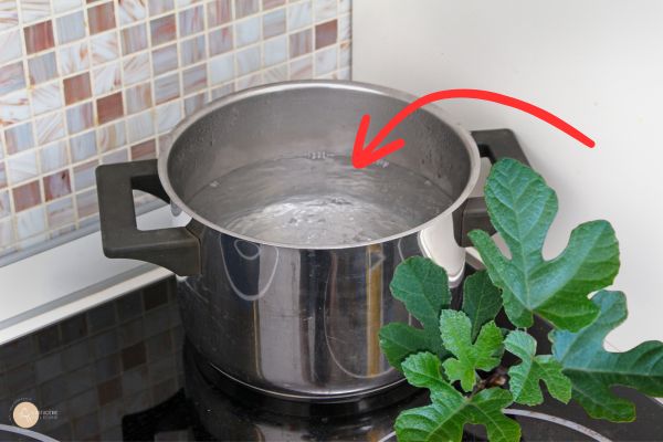 infusion de feuilles de figuier pour éviter les démangeaisons du cheval
