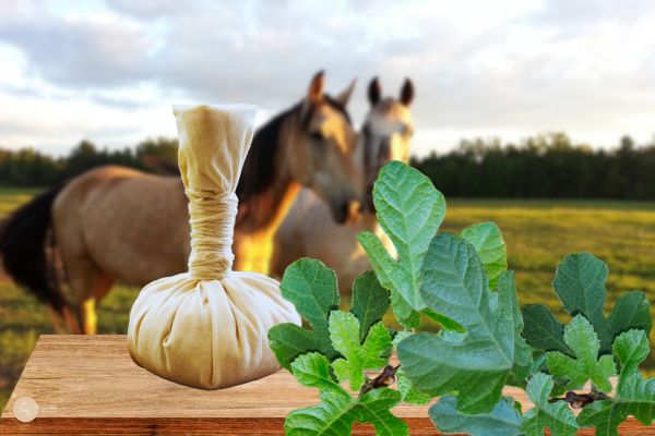 recette du cataplasme de feuilles de figuier pour la santé des chevaux