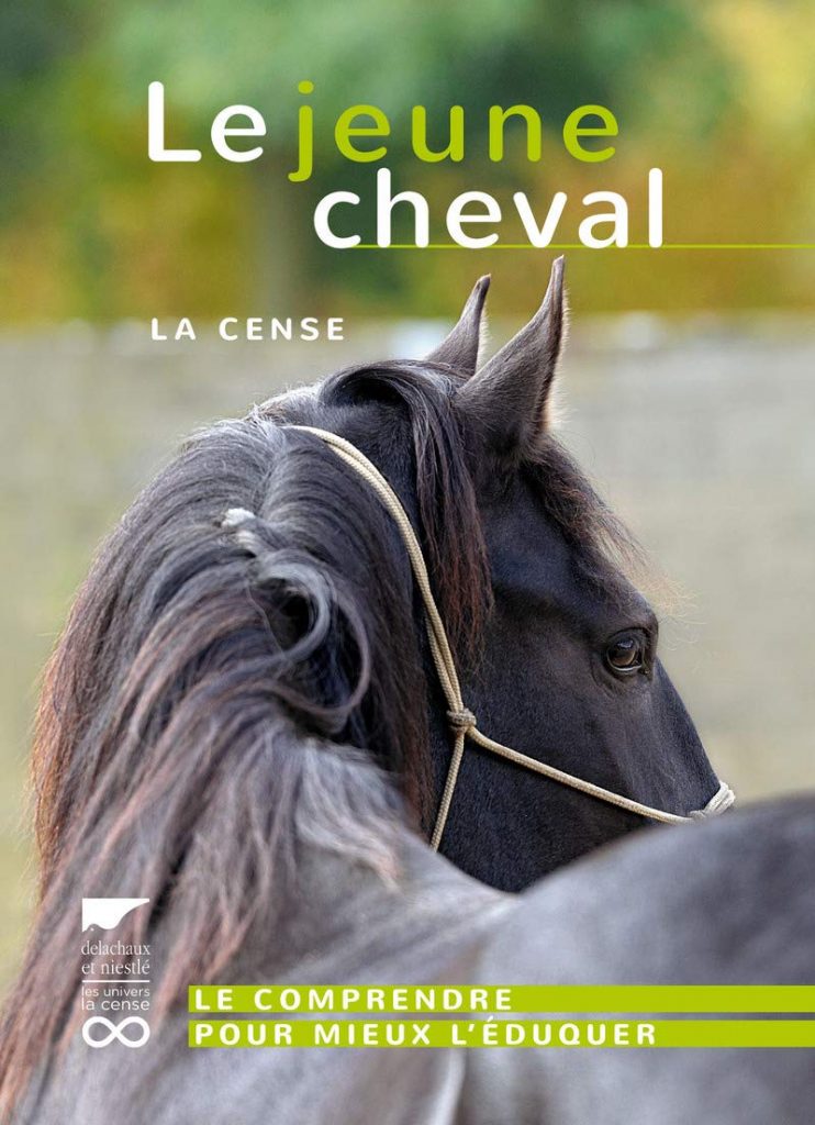 jeune cheval éducation