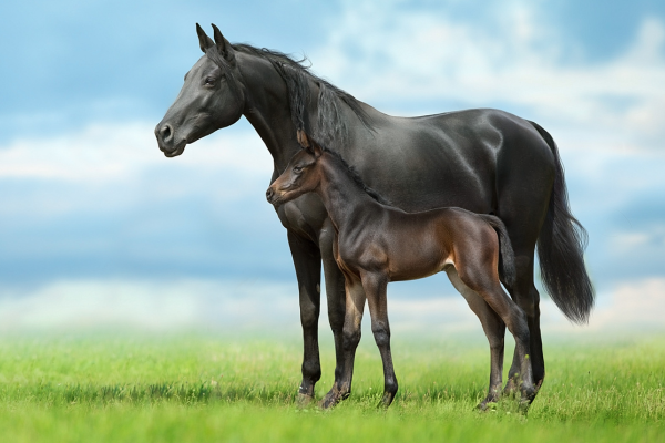 jument noire et poulain nom en Q